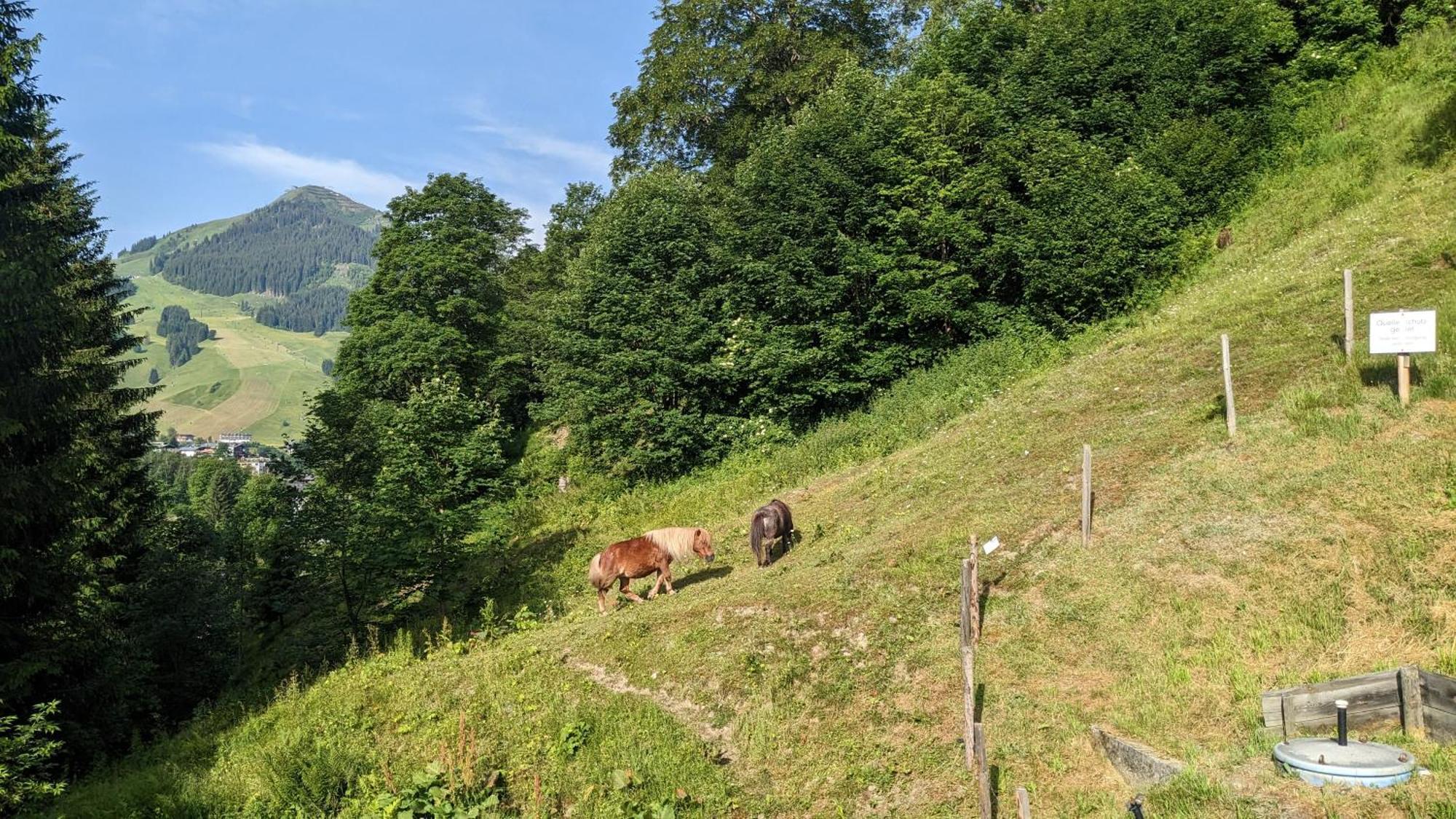 Appartement Ferius Inklusive Jokercard Im Sommer Saalbach-Hinterglemm